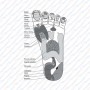Dens Dual ACUPOINT
